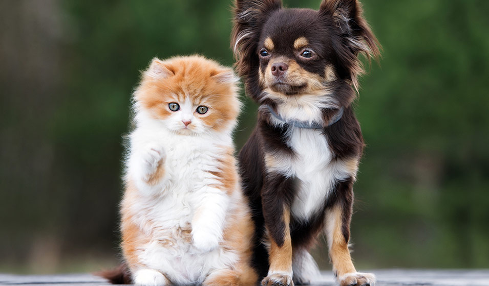 comment faire cohabiter chien et chat 3